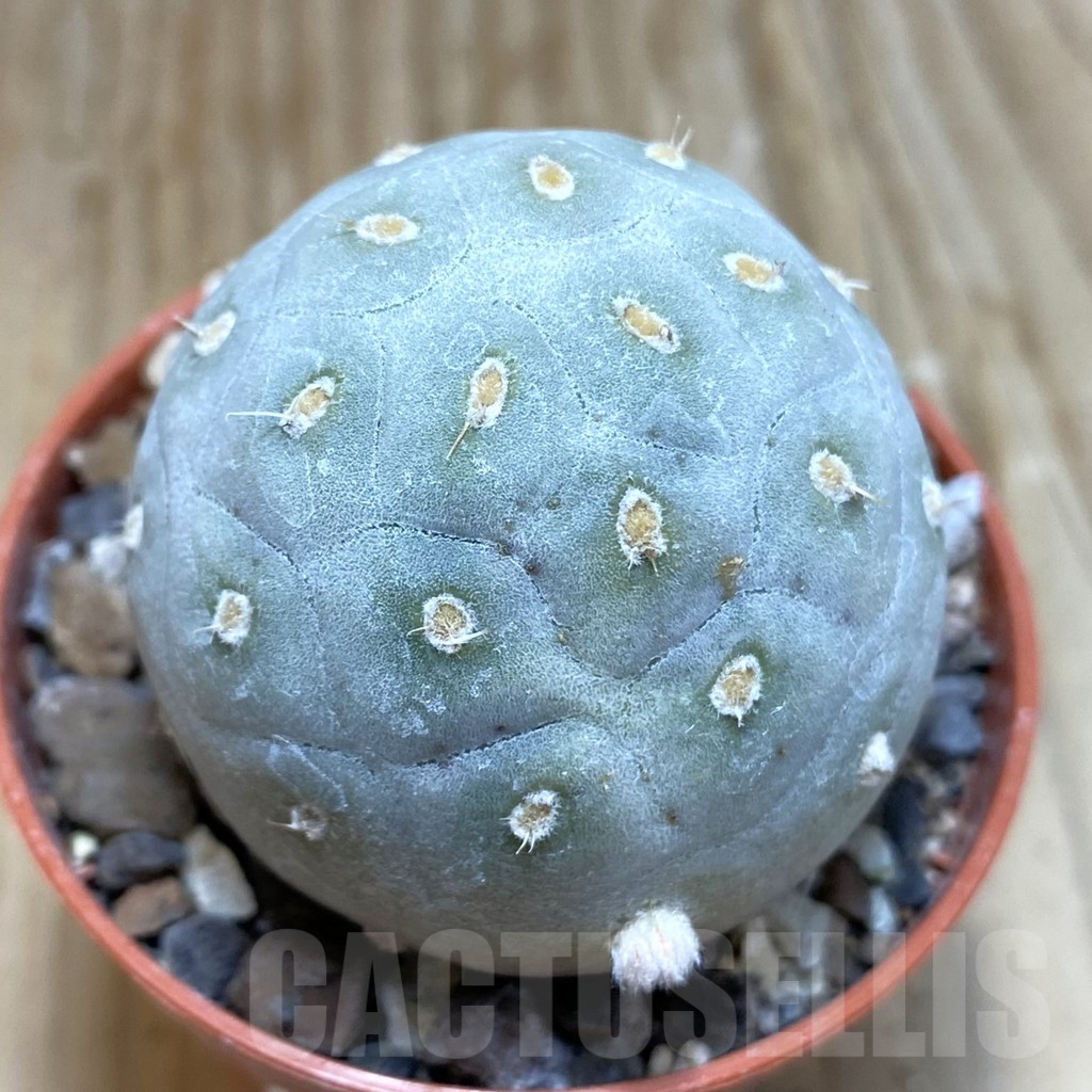 SH7405 Tephrocactus geometricus