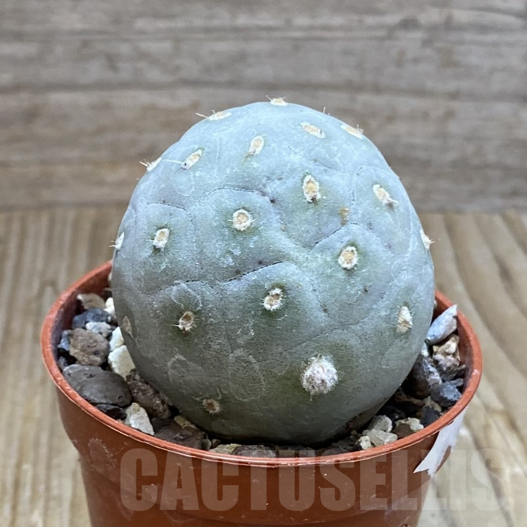 SH7405 Tephrocactus geometricus - Image 2