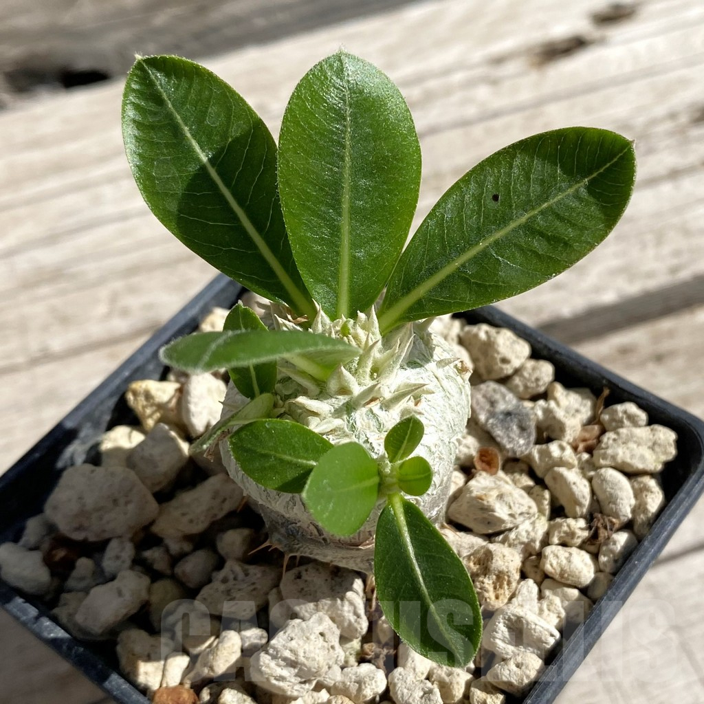 SH7538 Pachypodium brevicaule, grafted