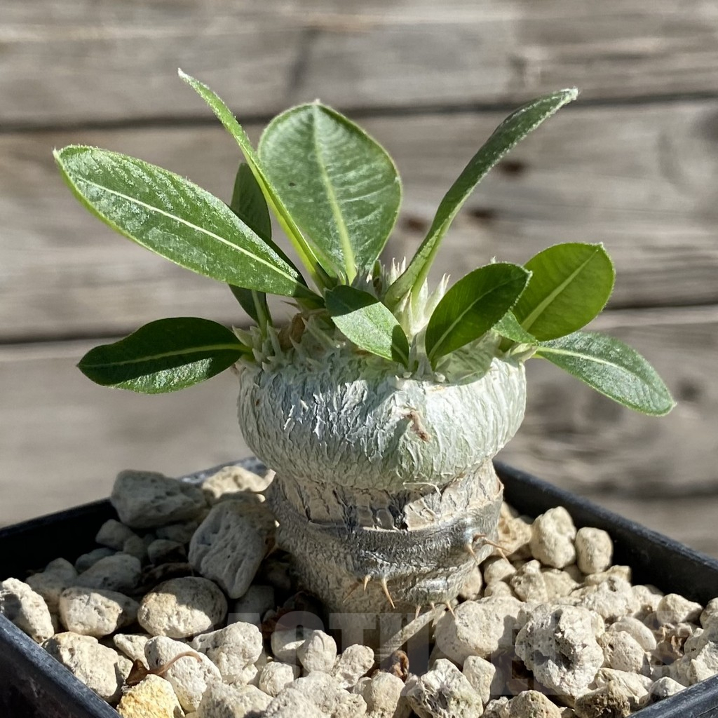 SH7538 Pachypodium brevicaule, grafted - Image 2