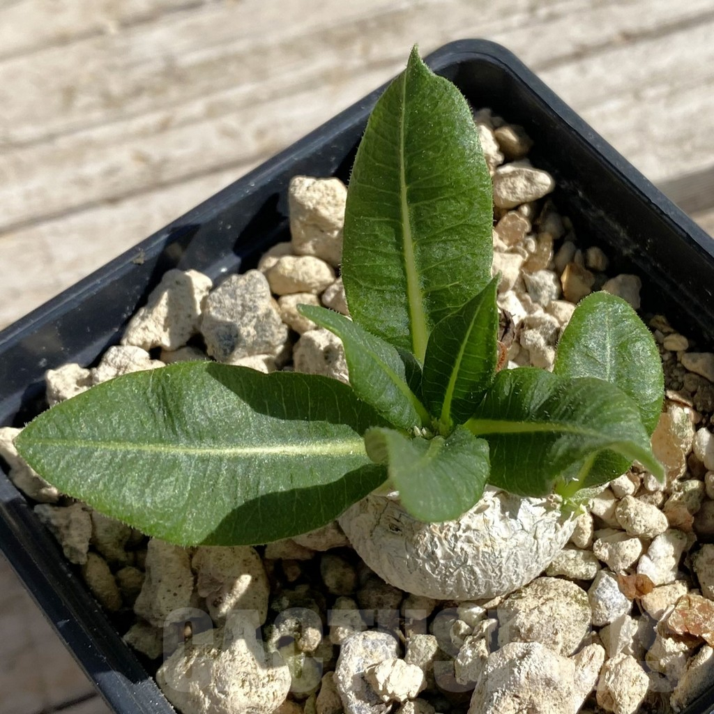 SH7540 Pachypodium brevicaule