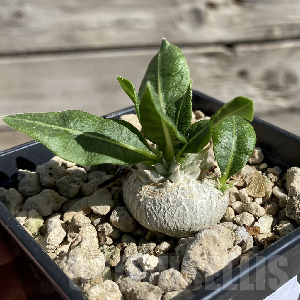 SH7540 Pachypodium brevicaule - Image 2