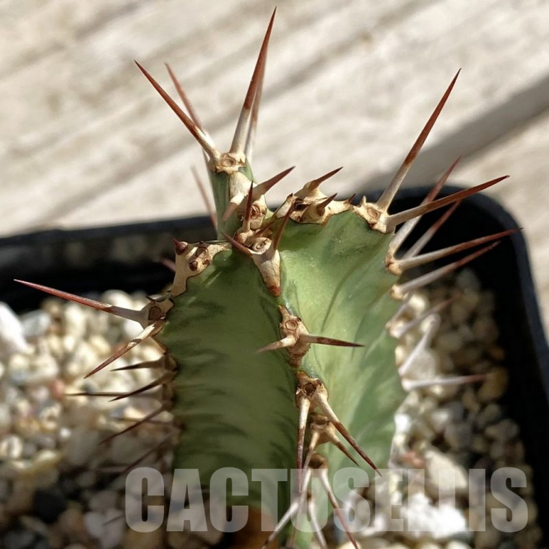 SH7542 Euphorbia griseola v. zambiensis PV2933