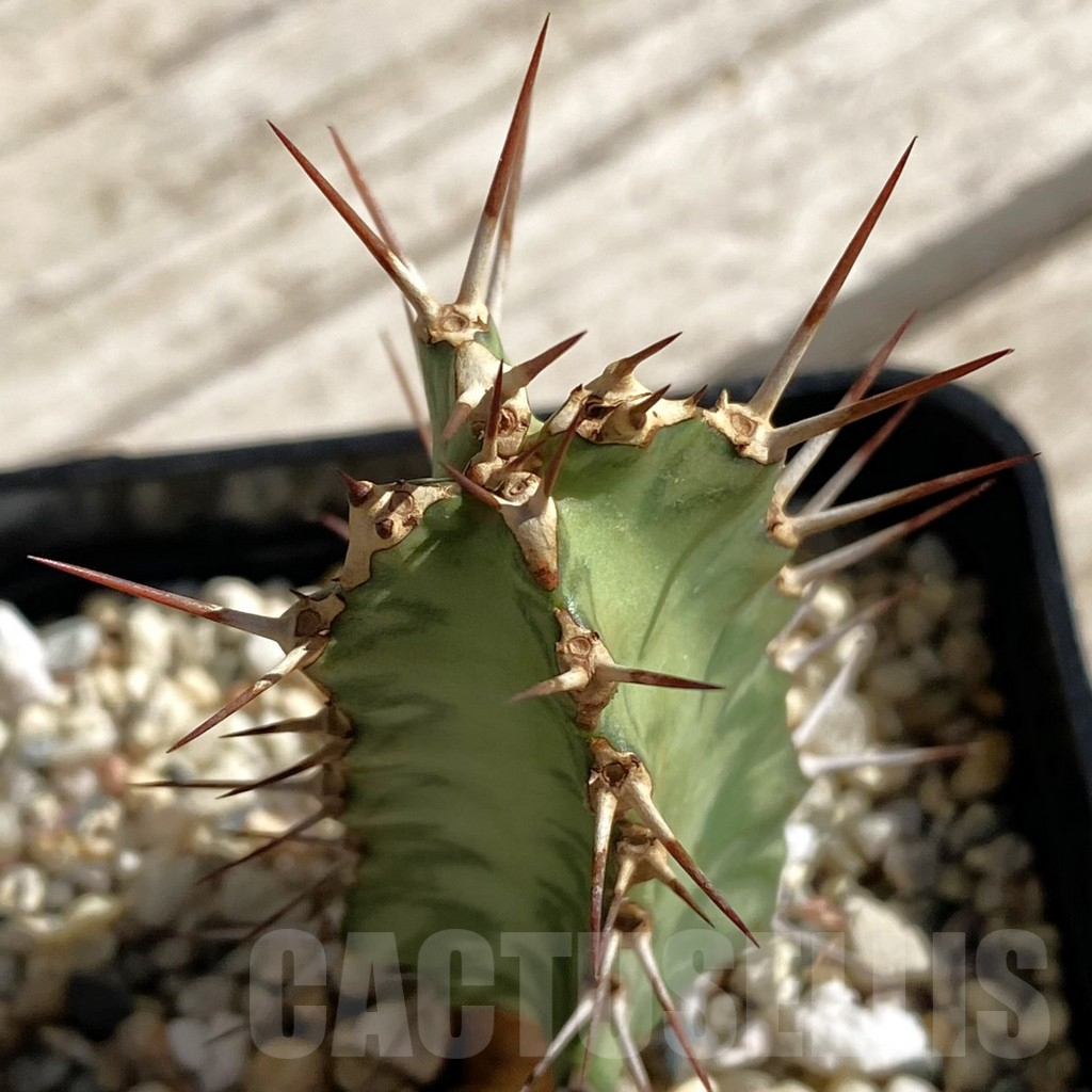 SH7542 Euphorbia griseola v. zambiensis PV2933
