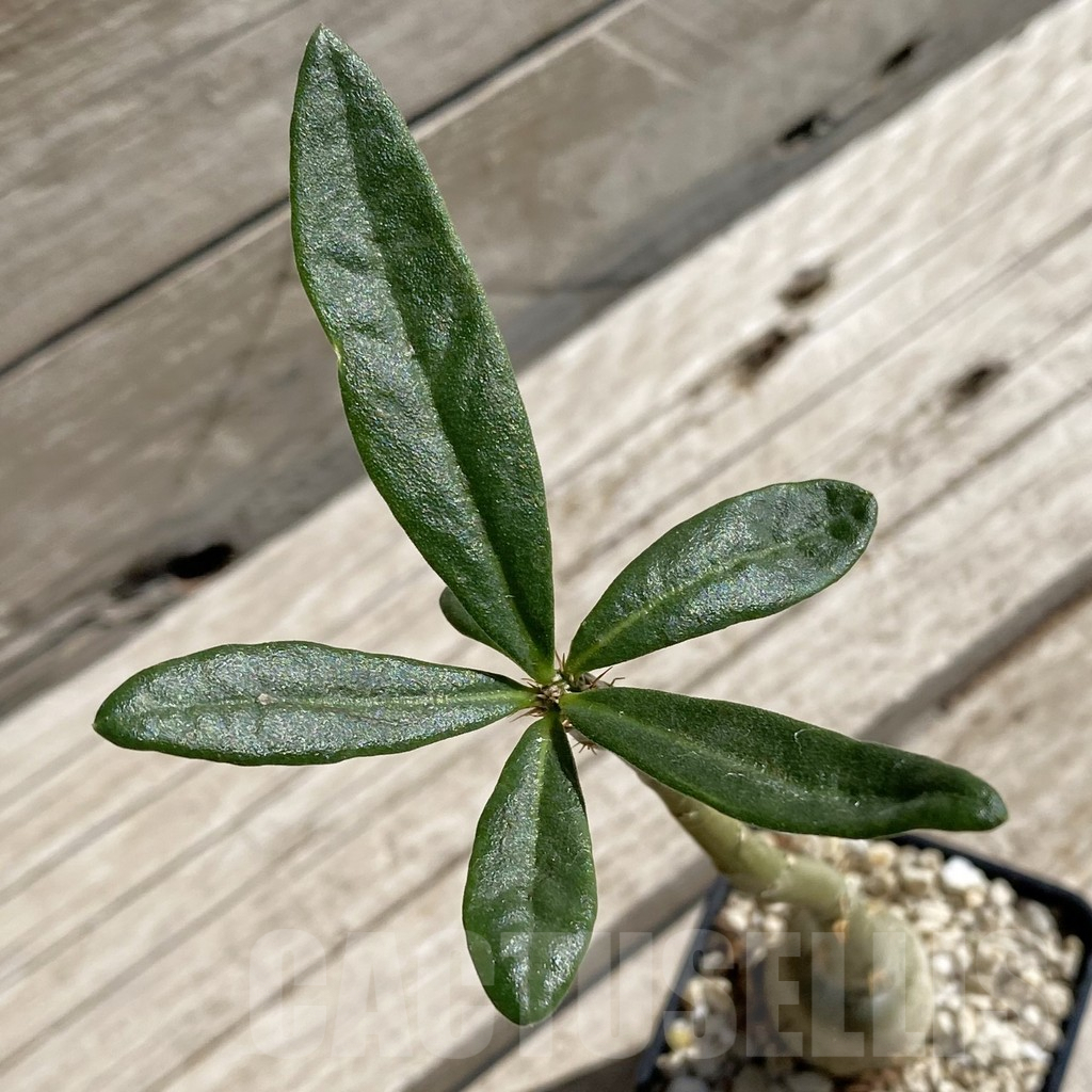 SH7544 Pachypodium succulentum