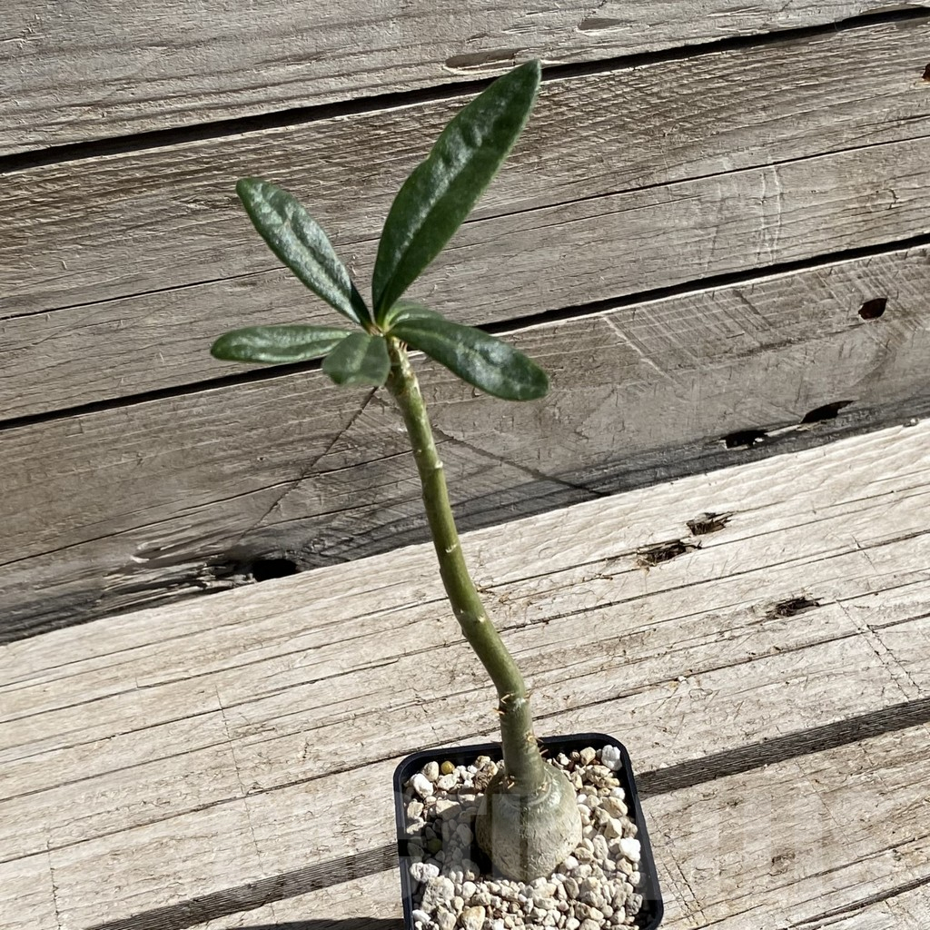 SH7544 Pachypodium succulentum - immagine 2