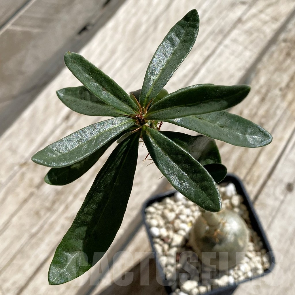 SH7545 Pachypodium succulentum