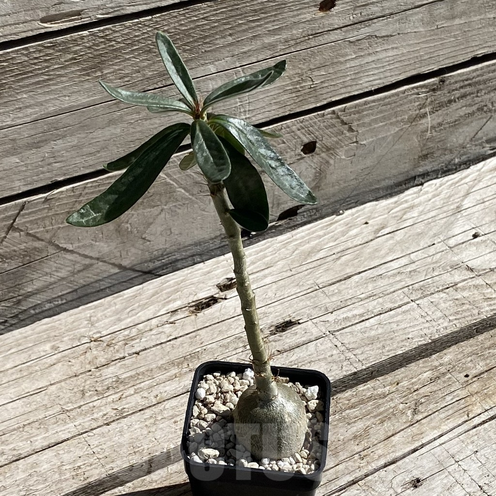 SH7545 Pachypodium succulentum - immagine 2