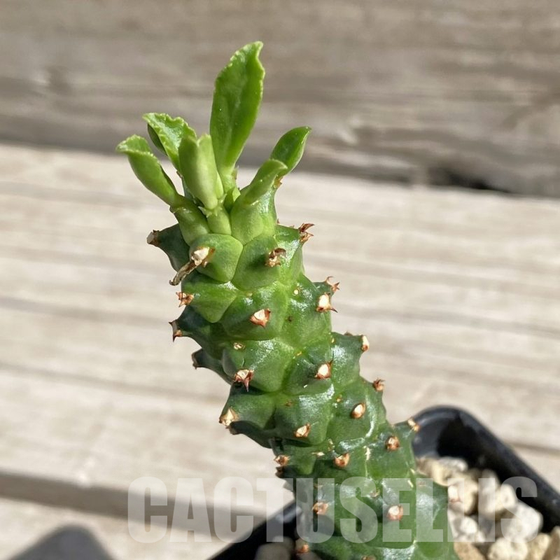 SH7549 Monadenium guentheri