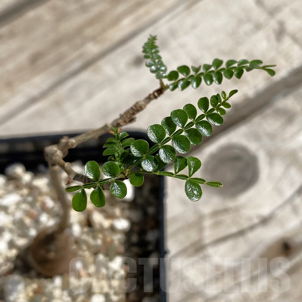 SH7552 Operculicarya pachypus