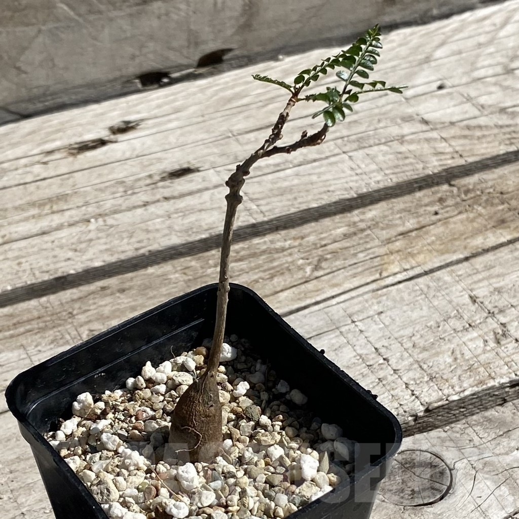 SH7552 Operculicarya pachypus - immagine 2