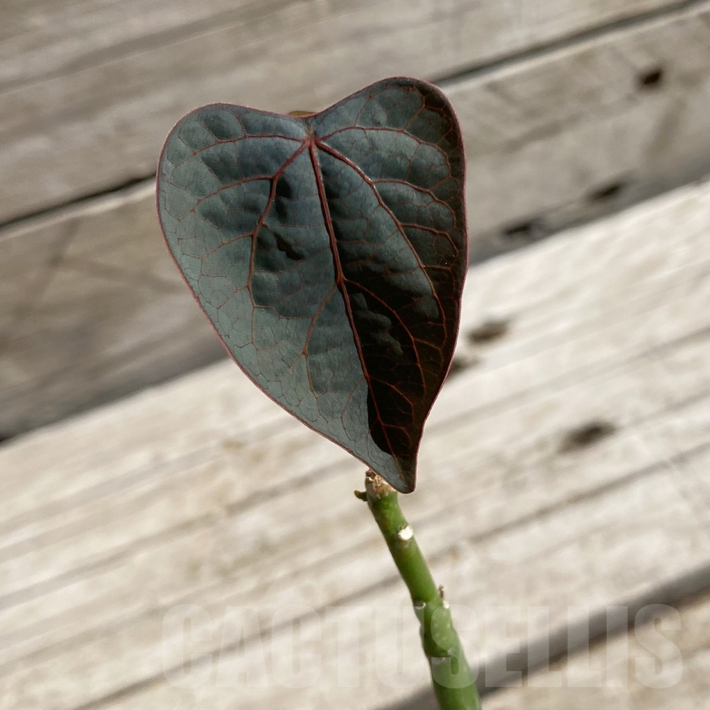 SH7553 Adenia stylosa