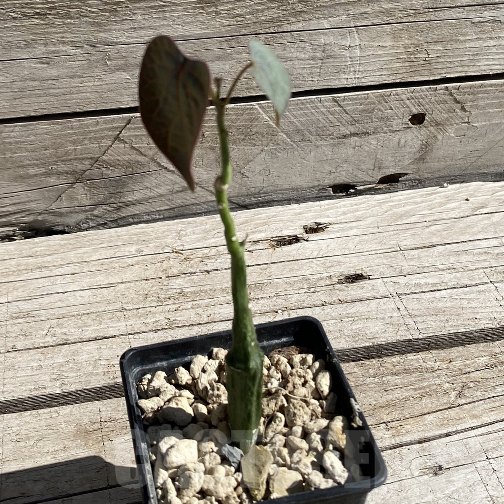 SH7553 Adenia stylosa - immagine 2