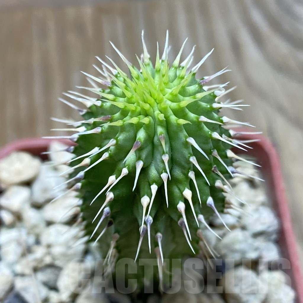 SH7505 Hoodia gordonii