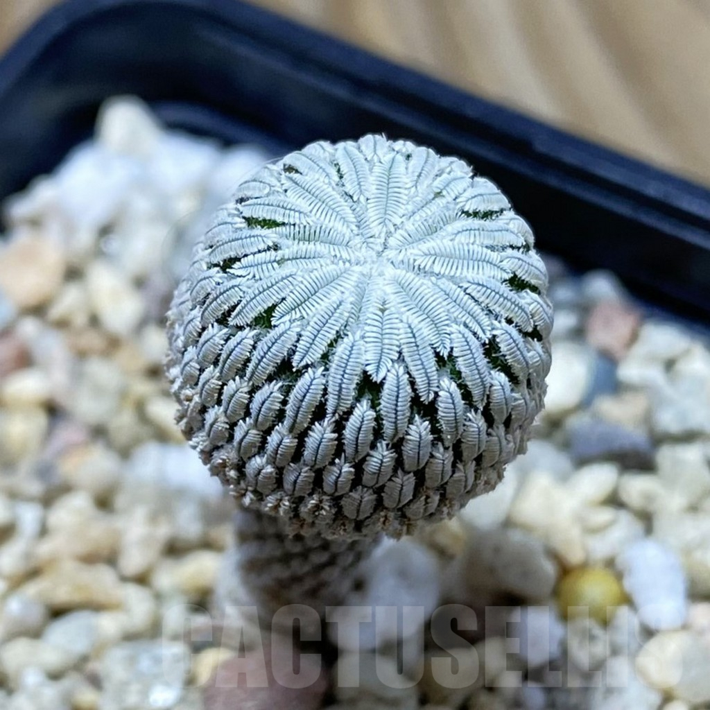 SH7508 Pelecyphora aselliformis RS 550, own roots