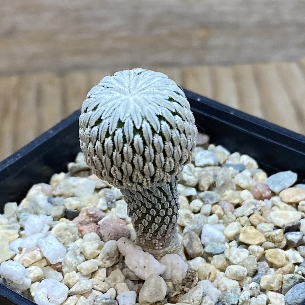 SH7508 Pelecyphora aselliformis RS 550, own roots - Image 2