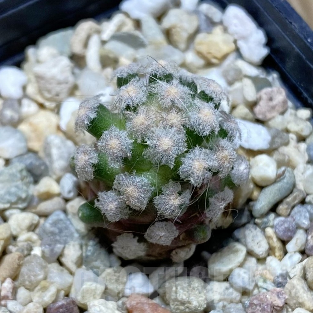 SH7509 Mammillaria theresae v. minima GCG 12504, own roots