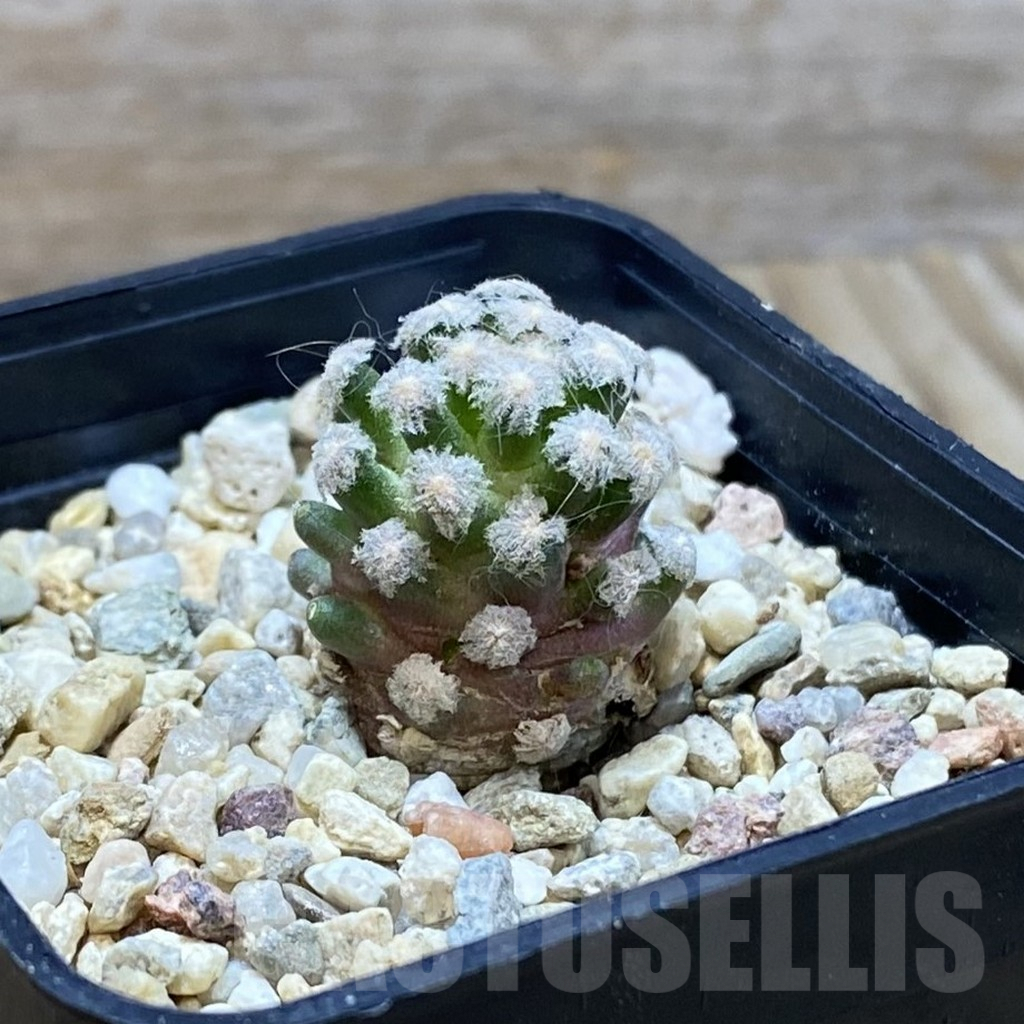 SH7509 Mammillaria theresae v. minima GCG 12504, own roots - Image 2