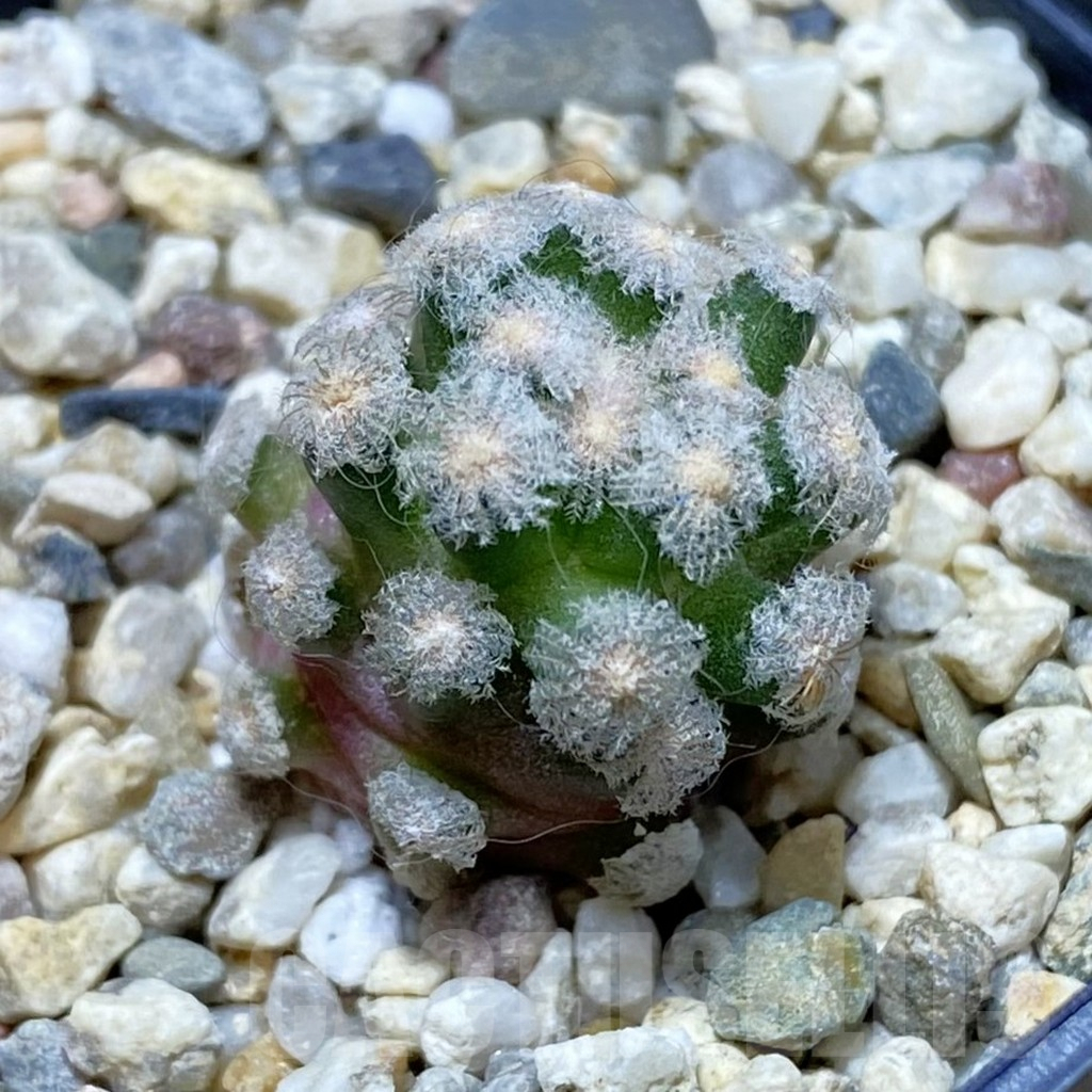 SH7510 Mammillaria theresae v. minima GCG 12504, own roots