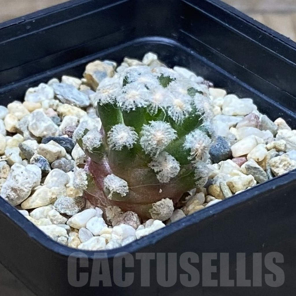 SH7510 Mammillaria theresae v. minima GCG 12504, own roots - Image 2