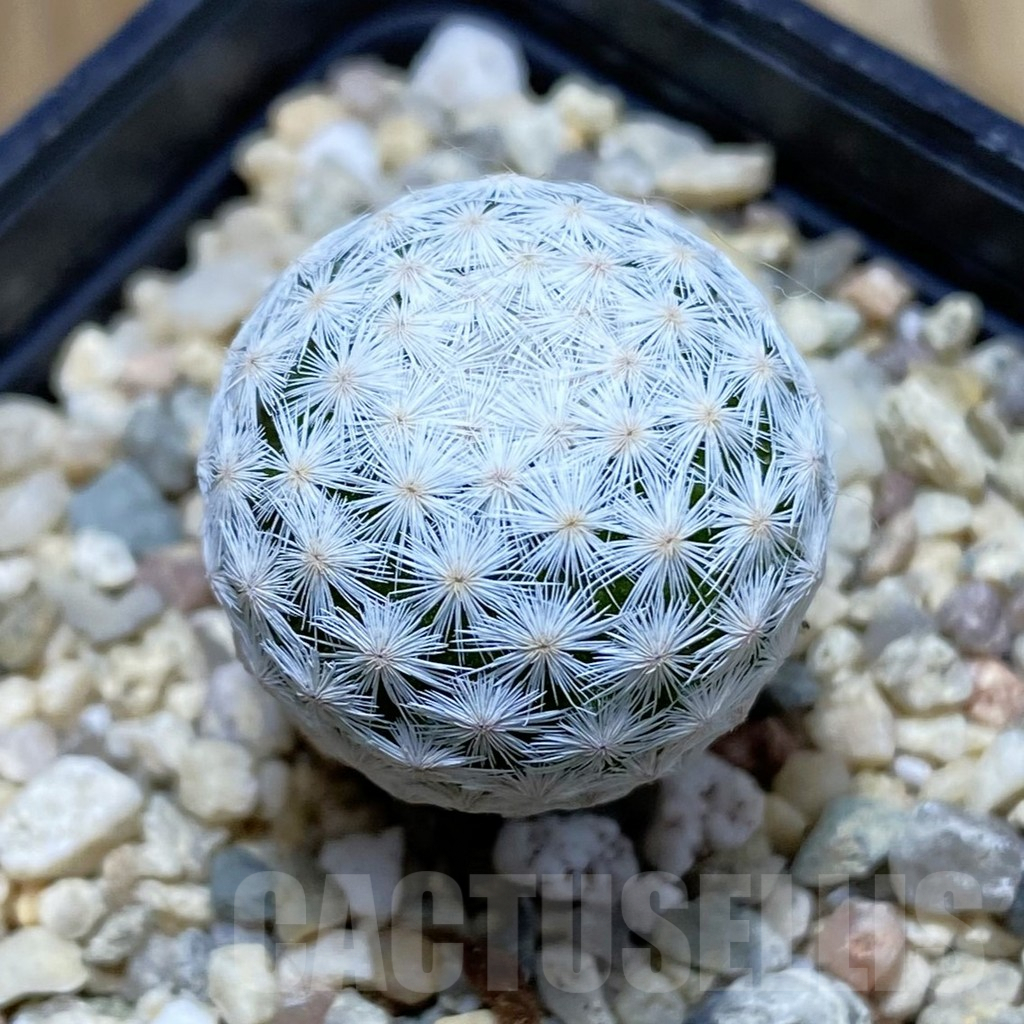 SH7511 Mammillaria herrerae MZ 572, own roots