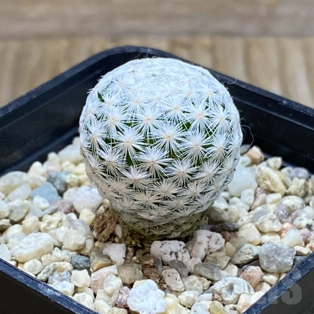 SH7511 Mammillaria herrerae MZ 572, own roots - Image 2