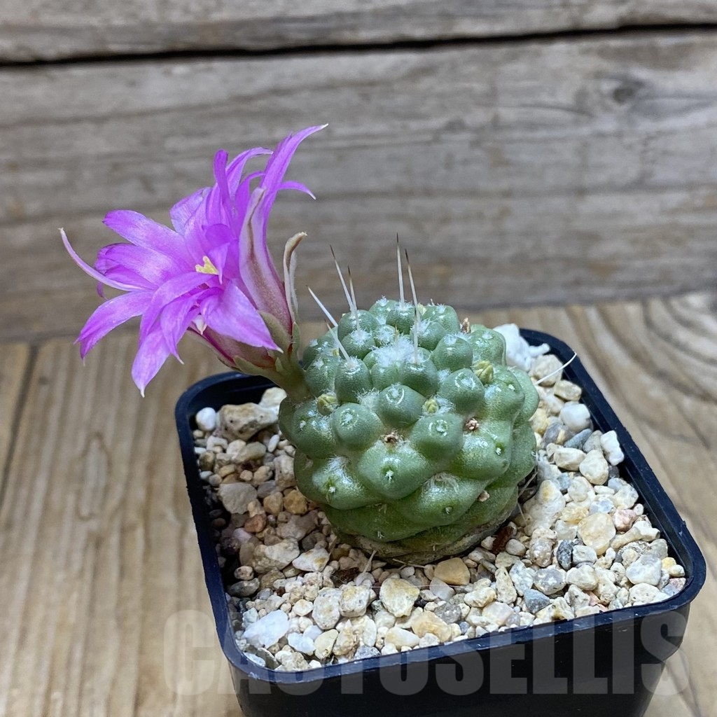 SH7514 Mammillaria schumannii f. monstrosa - Obrázek 2