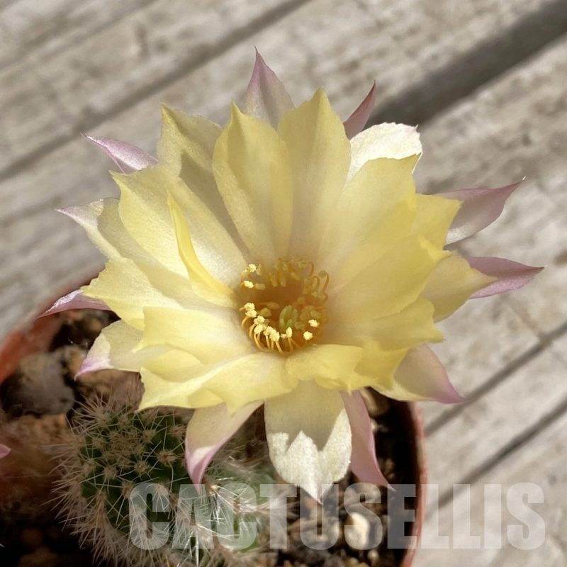 SH7517 Chamaecereus hybrid PAN 17 8 48