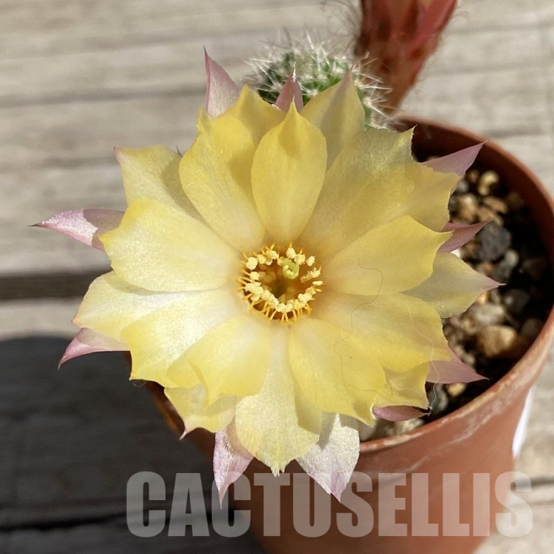 SH7518 Chamaecereus hybrid PAN 17 8 48
