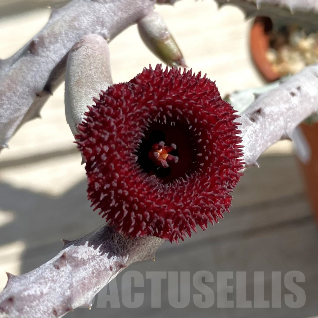 SH7522 Huernia pendurata
