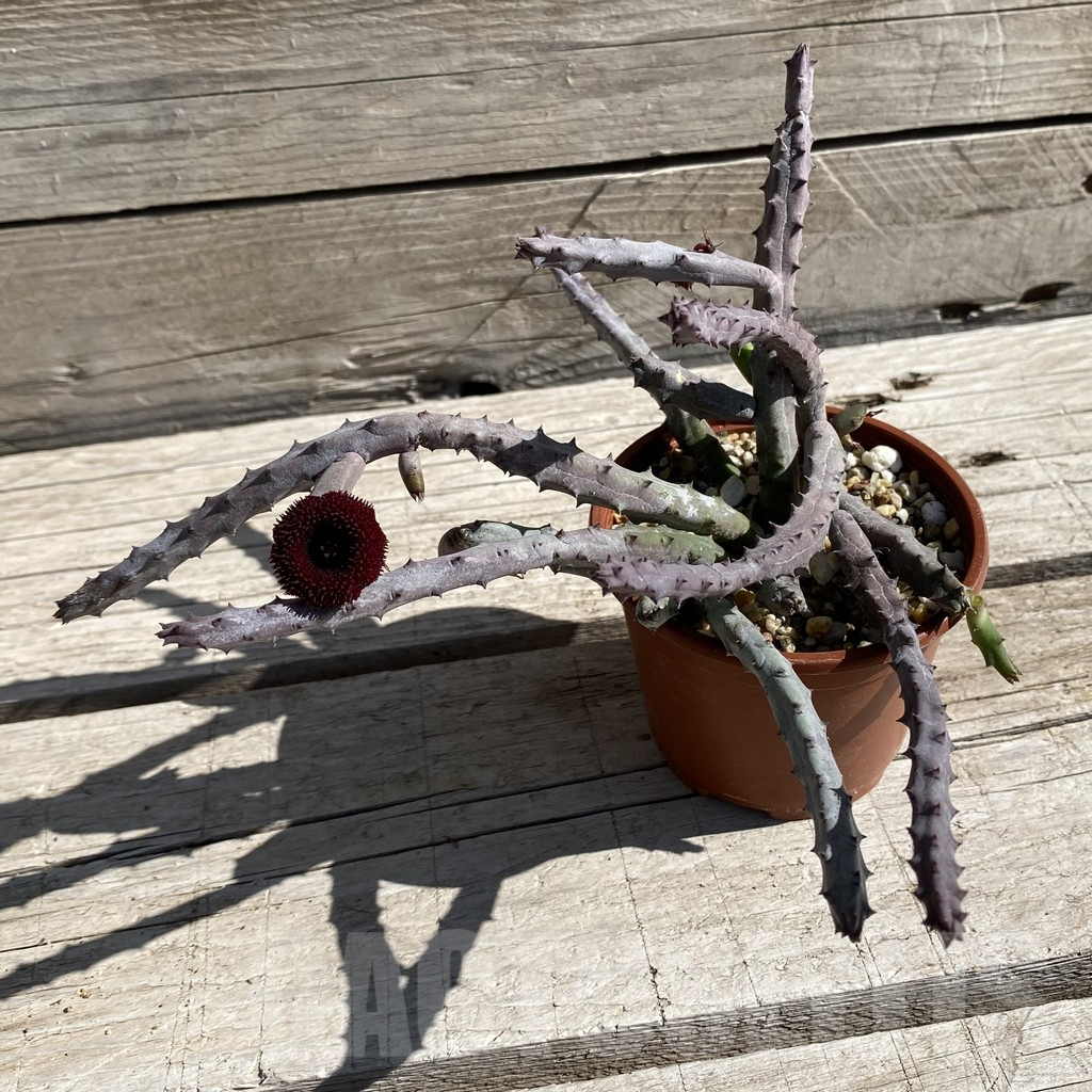 SH7522 Huernia pendurata - Image 2