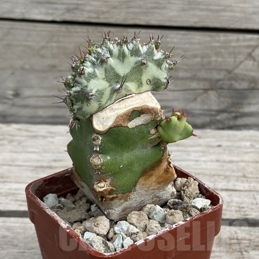 SH7650 Euphorbia horwoodii f. cristata, grafted - Obrázek 2