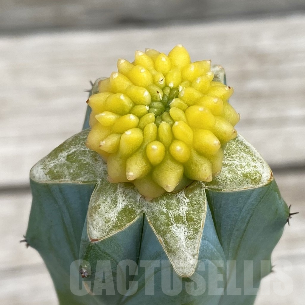 SH7651 Gymnocalycium mihanovichii 'inermis' f. variegata, grafted