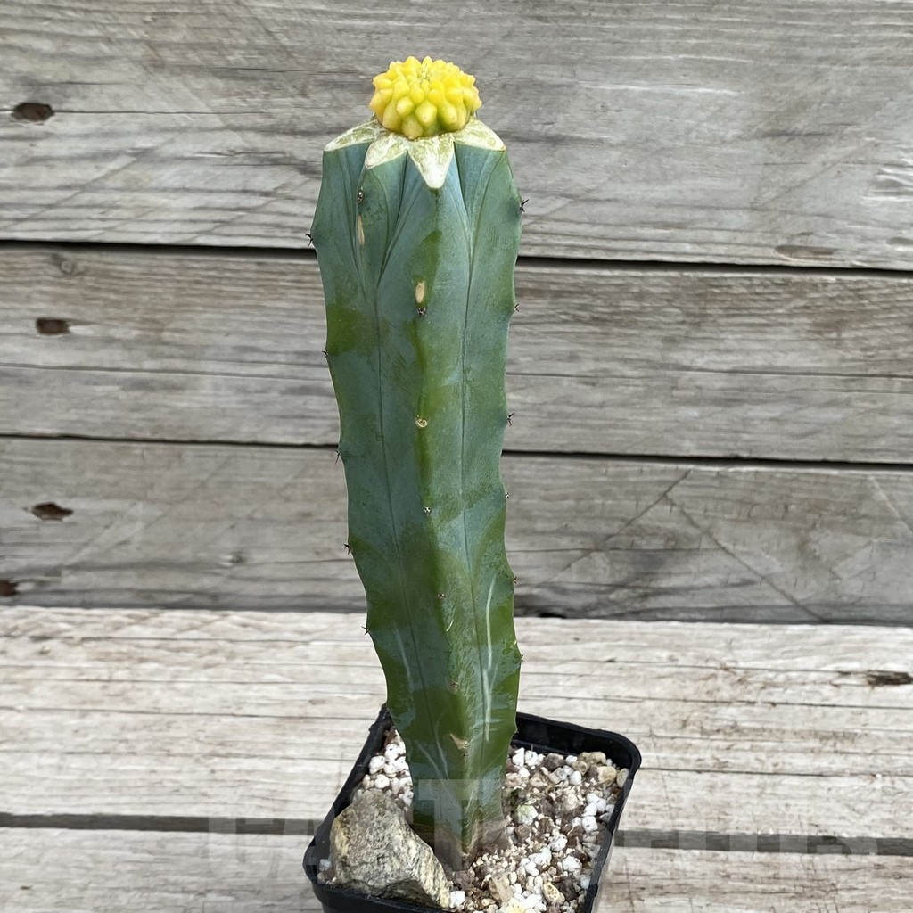 SH7651 Gymnocalycium mihanovichii 'inermis' f. variegata, grafted - Image 2