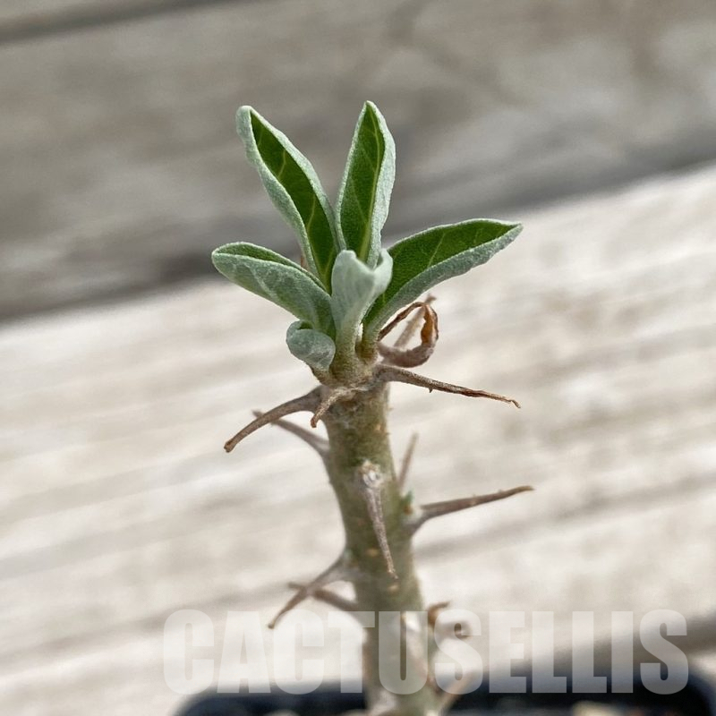 SH7654 Sesamothamnus lugardii