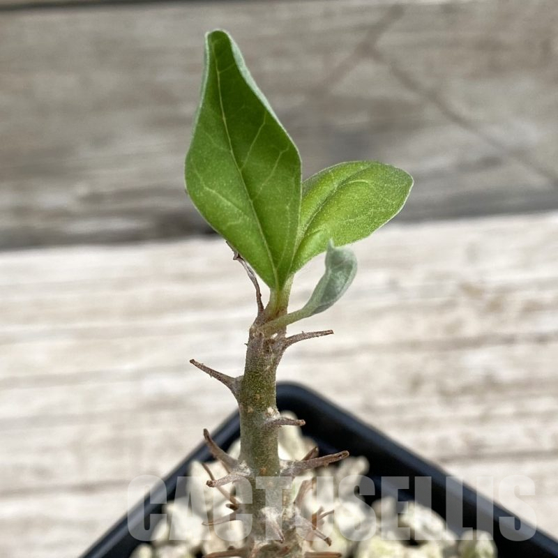 SH7655 Sesamothamnus lugardii