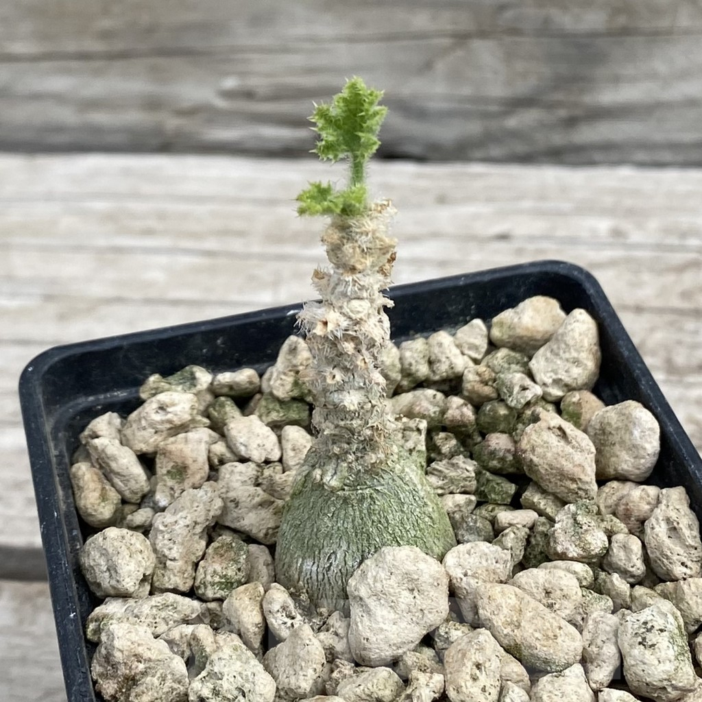 SH7658 Dendrosicyos socotrana - immagine 2