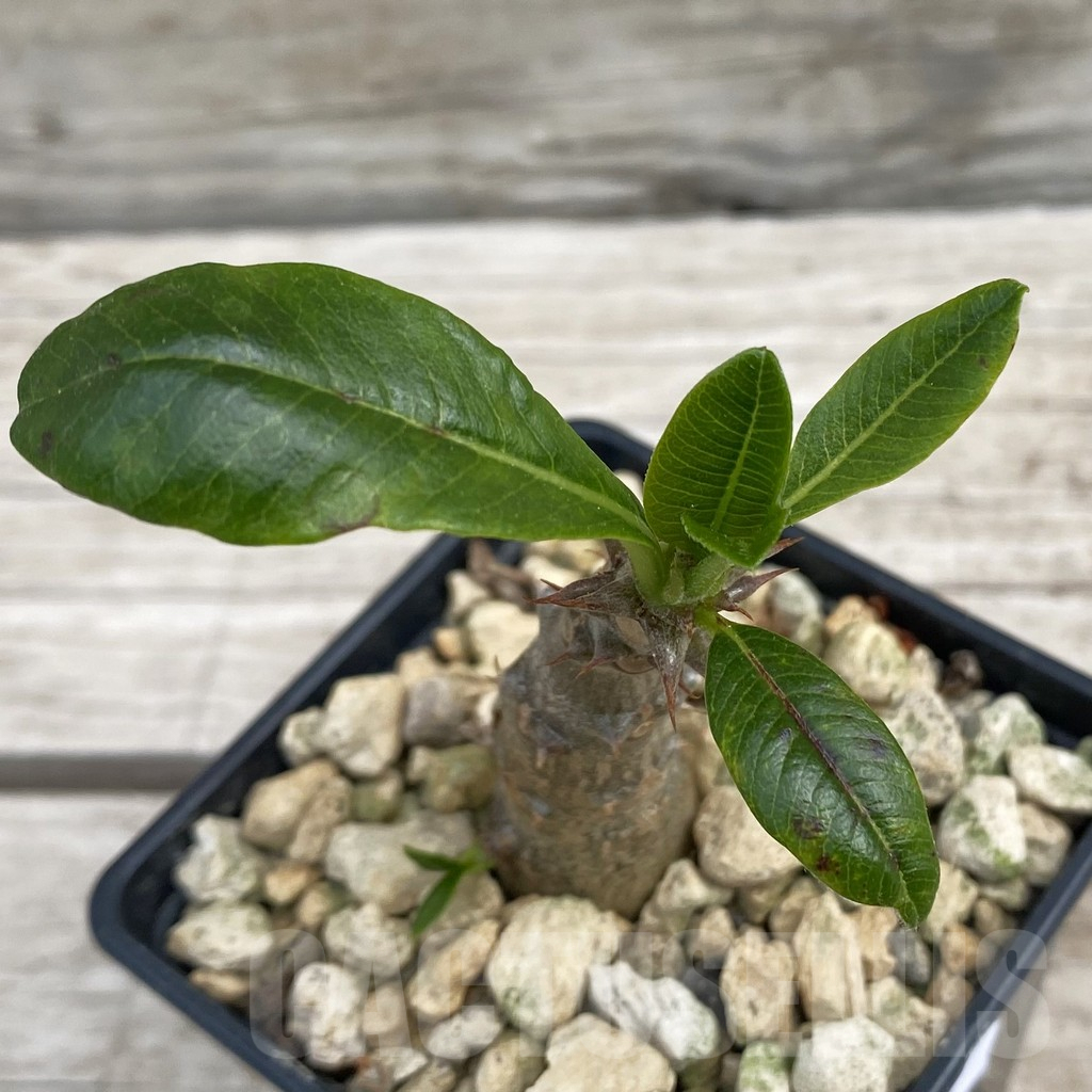 SH7660 Pachypodium baronii v. windsorii - Image 2
