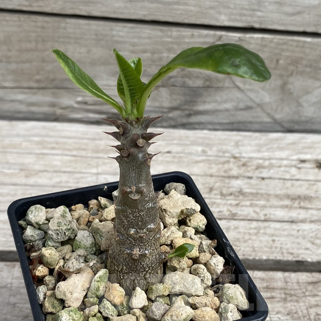 SH7660 Pachypodium baronii v. windsorii - Image 3