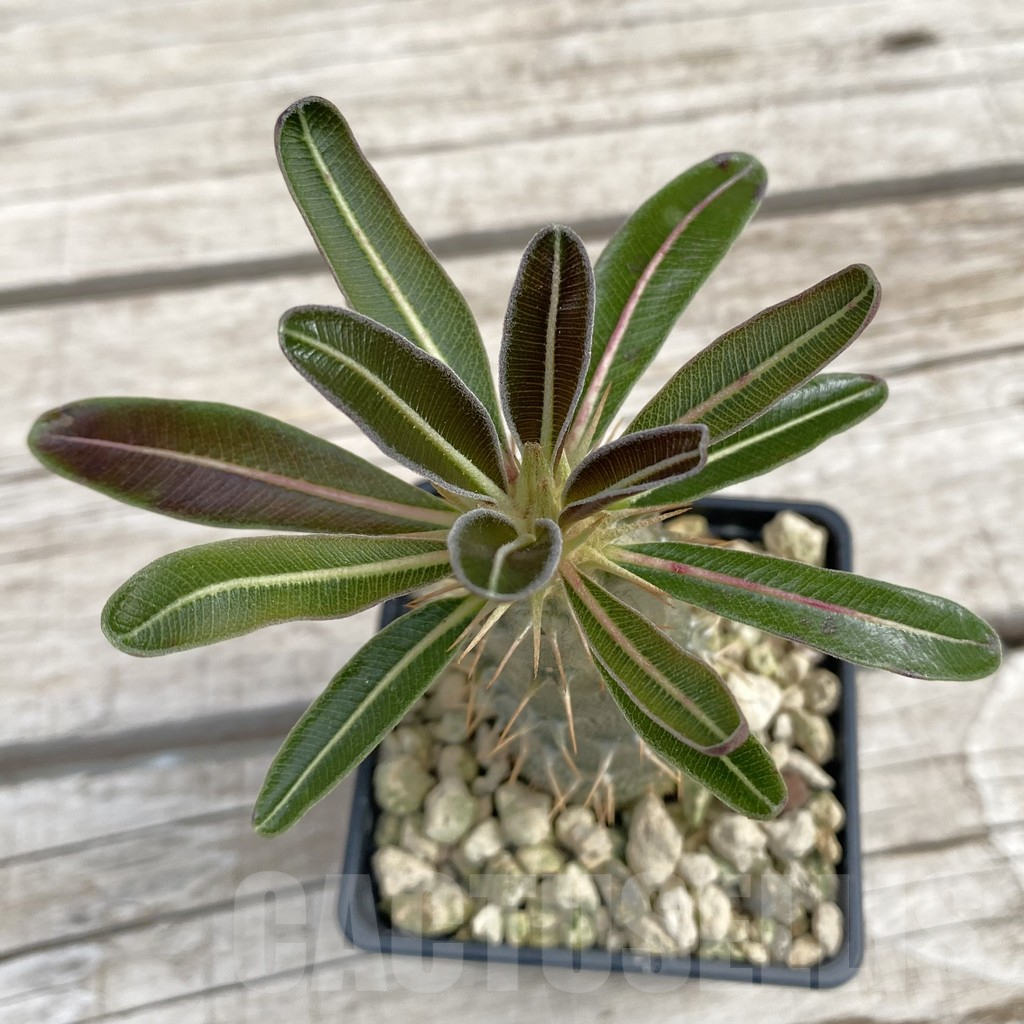 SH7663 Pachypodium rosulatum