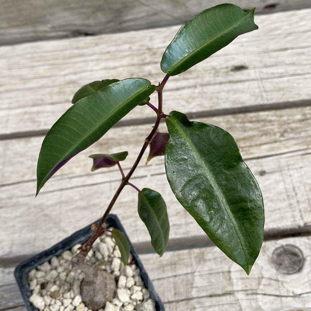 SH7664 Petopentia natalensis