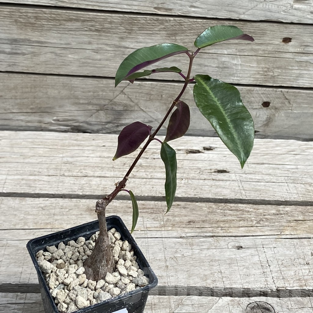 SH7664 Petopentia natalensis - 画像 (2)