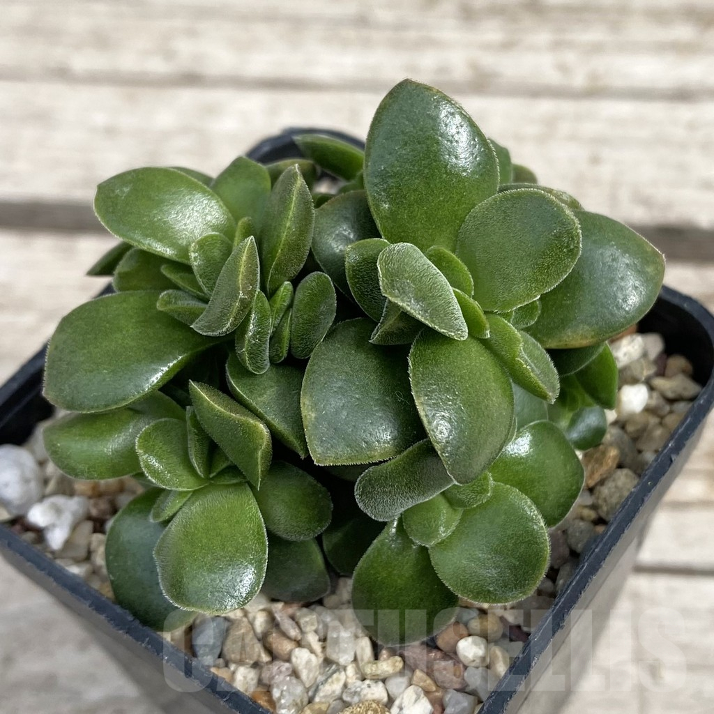 SH7667 Crassula 'Springtime'