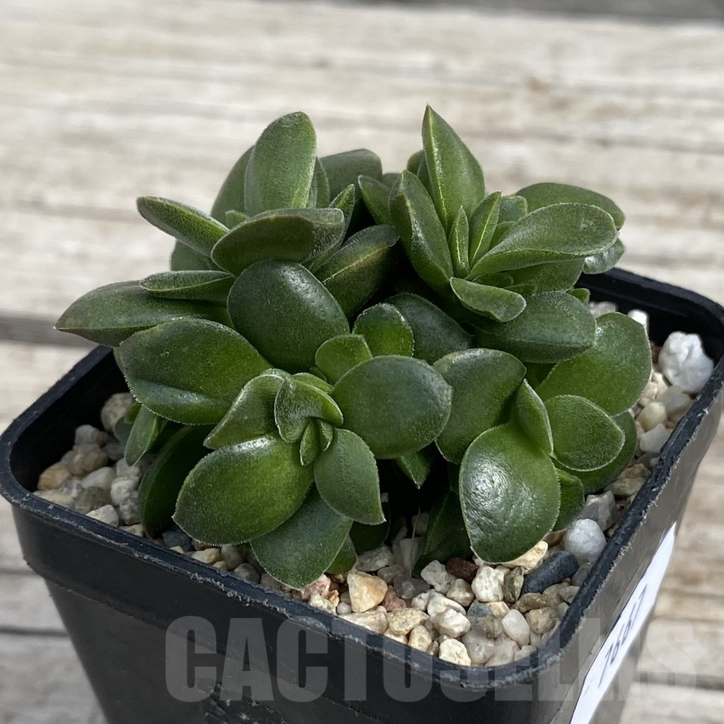 SH7667 Crassula 'Springtime' - Obrázek 2