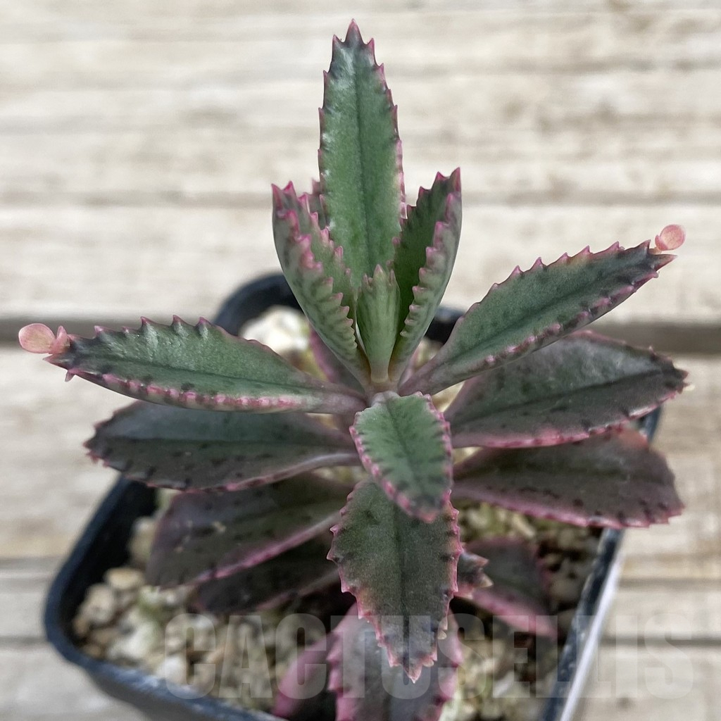 SH7669 Kalanchoe ‘Pink Butterflies’