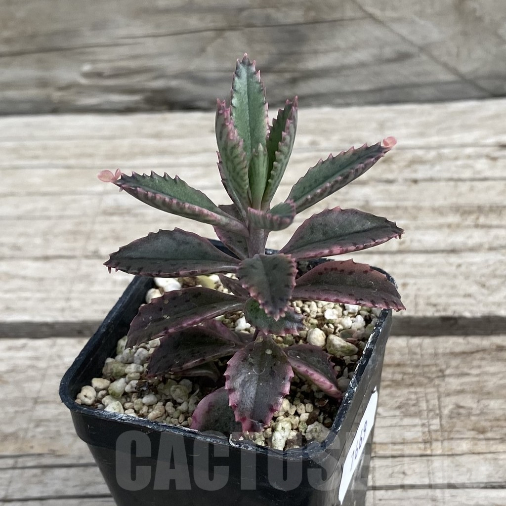 SH7669 Kalanchoe ‘Pink Butterflies’ - Image 2