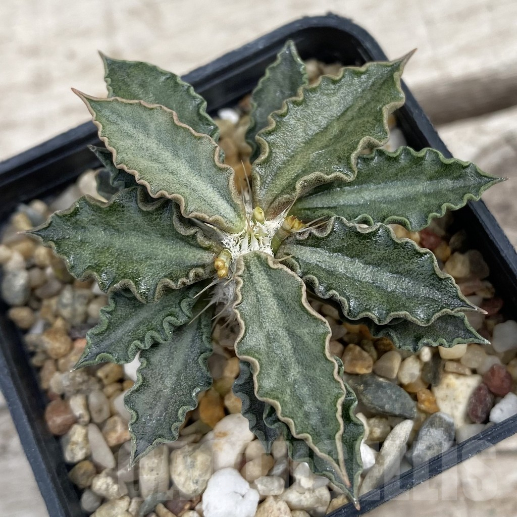 SH7671 Euphorbia tulearensis