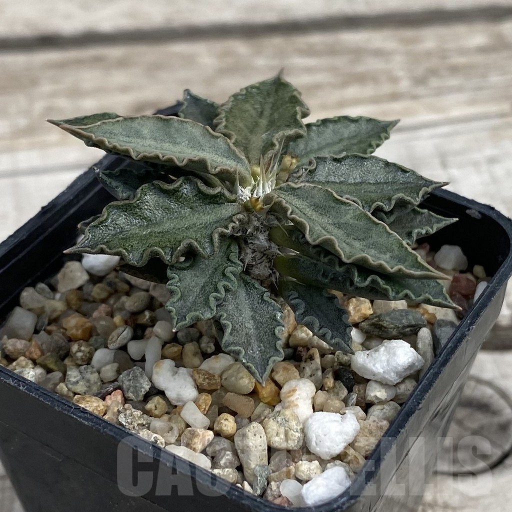 SH7671 Euphorbia tulearensis - Obrázek 2