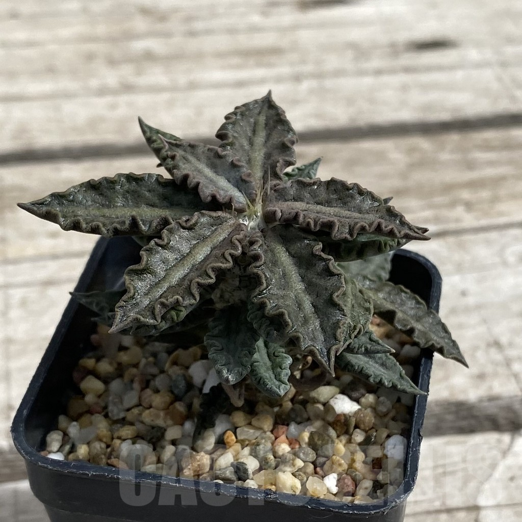 SH7674 Euphorbia tulearensis - Image 2
