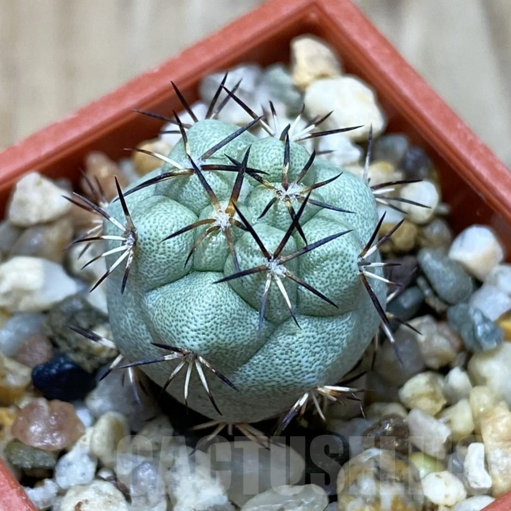 SH7625 Ortegocactus macdougallii